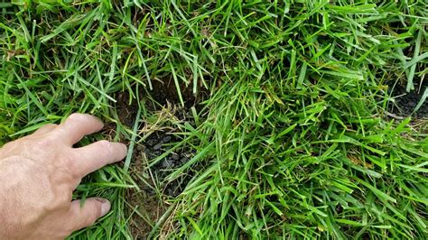 The best times to plant zoysia grass are in late spring (once all chances of frost have passed) to early summer. Meyer Zoysia Grass Plugs