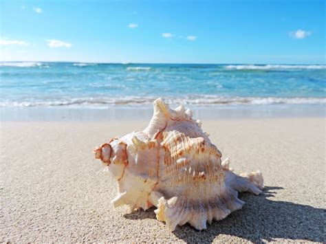 Types Of Shells To Find On Beaches Around The World Facts Chart And