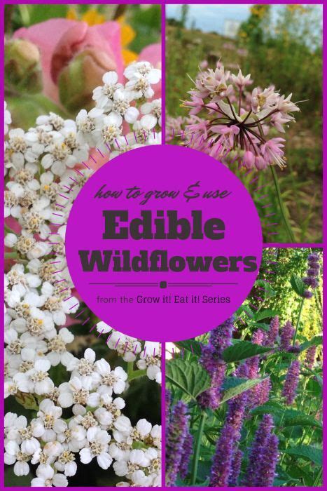 Grow edible wildflowers and learn to cook with them! Edible Wildflowers: Grow it! Eat it! - Garden Therapy ...