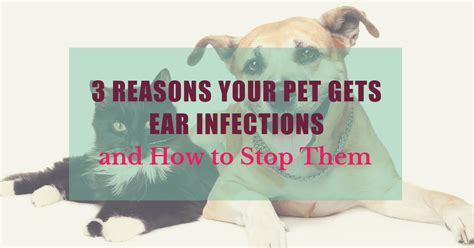 3 Reasons Your Pet Gets Ear Infections And How To Stop Them