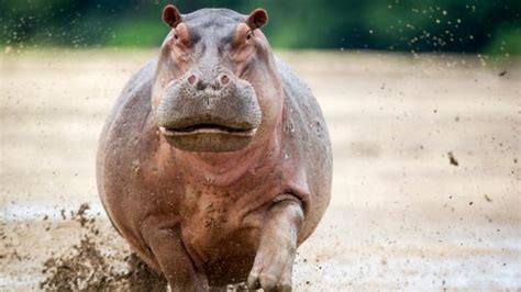 Bbc Earth The Fattest Animal On Earth