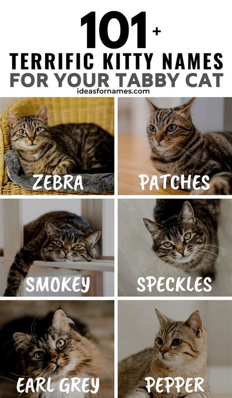 101 Terrific Tabby Cat Name Ideas For Your New Cat Or Kitten Tabby