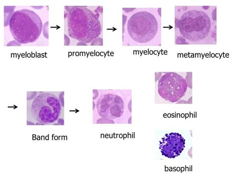 Image Result For Myelocyte Medical School Stuff Medical Laboratory