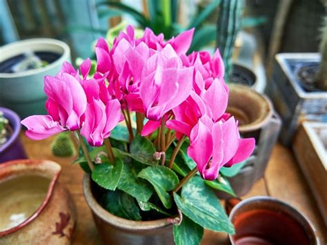 Top 10 Flowering Houseplants Best Houseplants For Bright Blooms