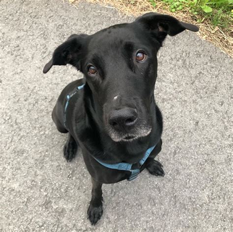 National Black Dog Day 30 Beautiful Black Dogs To Celebrate Pictures