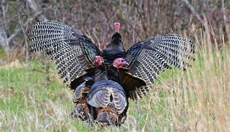 Wild Turkey Indiana Hunting Eregulations