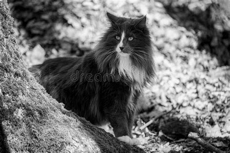 Norwegian Forest Cat Tree Trunks Stock Photos Free And Royalty Free