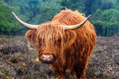Portrait Of A Scottish Highland Cattle By Sjo