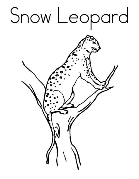 Download The Snow Leopards Coloring For Free Designlooter 2020 👨‍🎨