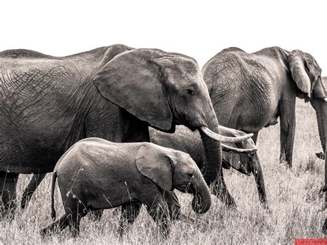 An Elephant Herd Rwildlifephotography