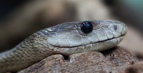 Snakes Wild Animals News And Facts