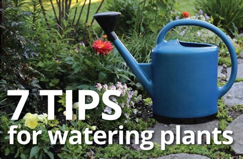 Best Practices For Watering Plants Longfield Gardens