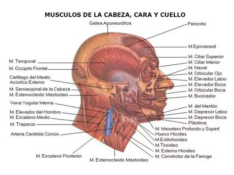 M Sculo De La Cabeza Y Cuello Anatomia Del Sistema Musculo Hot Sex My XXX Hot Girl