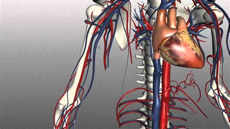 Cross section vein stock illustrations 919 cross section vein. Veins of the body - PART 1 - Anatomy Tutorial - YouTube