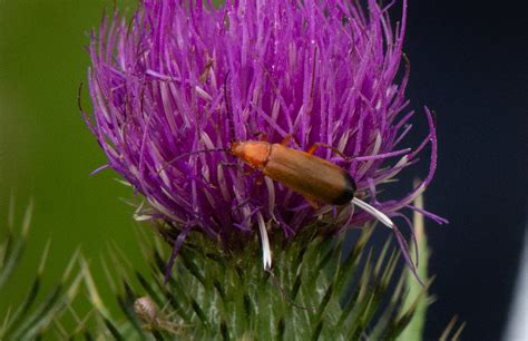 Common Red Soldier Beetle Rhagonycha Fulva Bob Vaughan Flickr