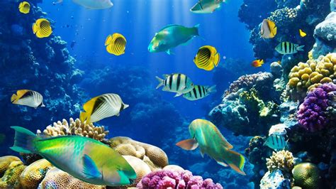 Beautiful Aquarium Wallpapers Top Free Beautiful Aquarium Backgrounds