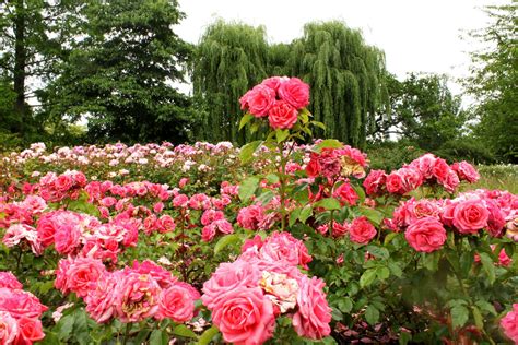 Queen Marys Rose Garden Regents Park London History Geek London