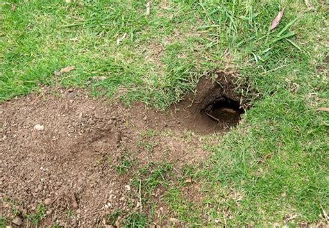 Small Holes In Backyard Small Holes In Lawn Overnight Causes And What