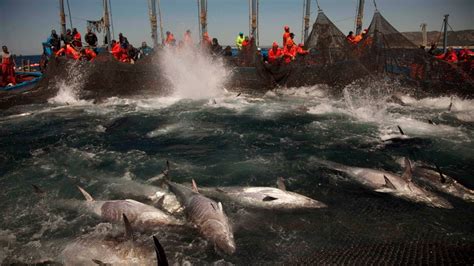 Overfishing Of Atlantic By Eu Nations Continues Studies Show