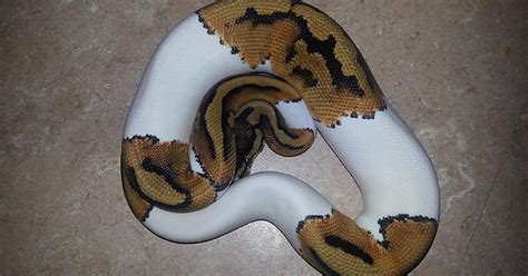 Piebald Ball Python Imgur