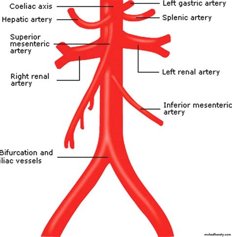Abominal Aorta Anatomy From Snell Pptx Ruqaya Falah Muhadharaty