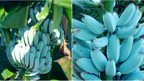 You Can Grow These Delicious Blue Java Bananas Taste Like Vanilla Ice Cream