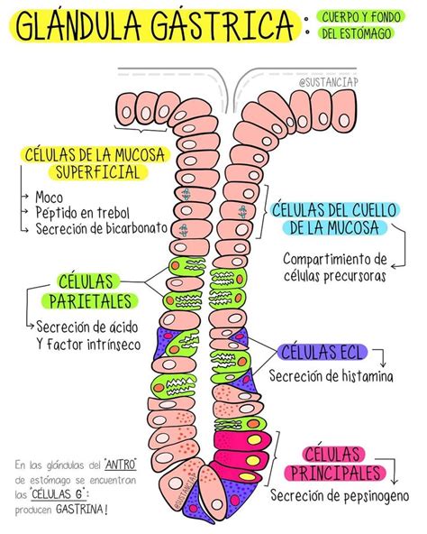 Glándula Gástrica Cuerpo y Fondo del estómago Fuente Paula Parra