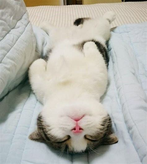 Its Time For Some Cats Sleeping On Their Backs And Looking Totally