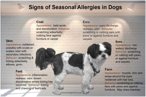 Do Dogs Have Seasonal Allergies
