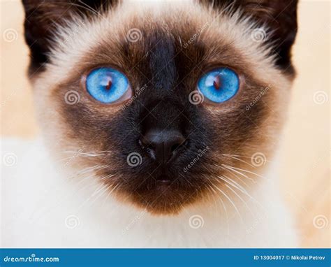 Siamese Cat Face Vivid Blue Eyes Whiskers Stock Image Image Of