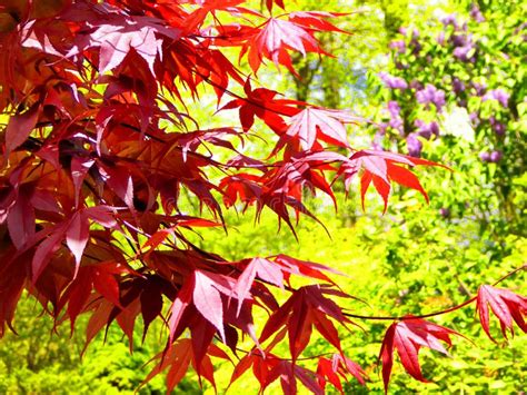 Red Maple Tree Leaves In Spring Stock Photo Image Of Natural Leaves