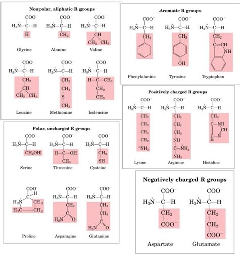 Amino Acids Structure Optical Activity And Classifications