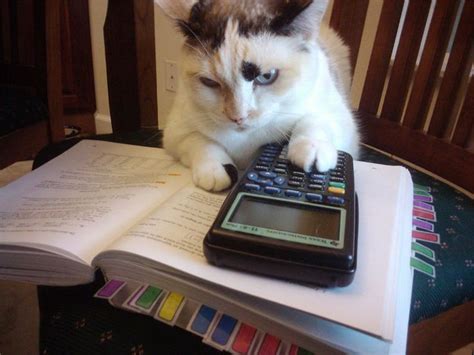 Cat Studying Math Cats Funny Cat Pictures Funny Animal Pictures