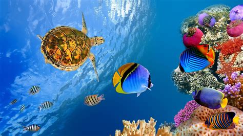 Under The Sea 4k Ultra Hd Wallpaper Background Image 3840x2160 Id