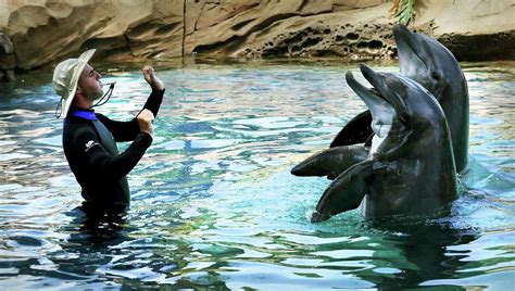 Dolphin Snatches Ipad Of Woman Taking Its Photo At Seaworld