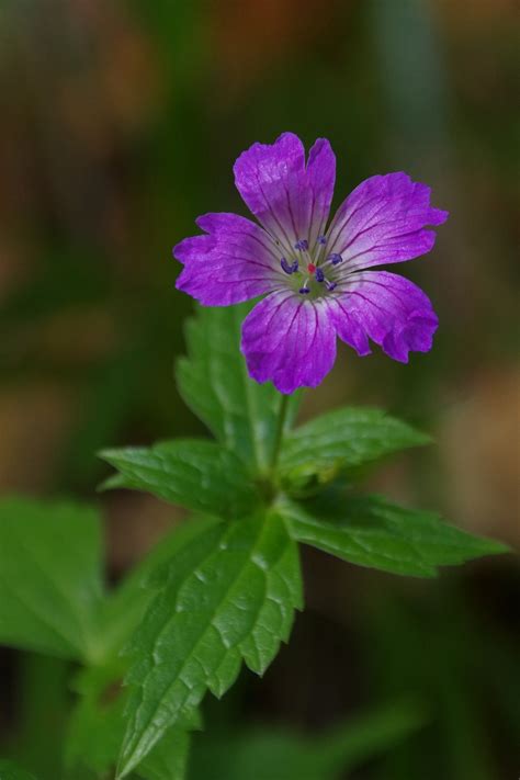 Il nome, ammettiamolo pure, non fa onore a questa pianta. Nomi Fiori Viola : Fiori viola nomi - Significato fiori ...
