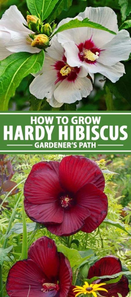 How To Grow And Care For Hardy Hibiscus Flowers