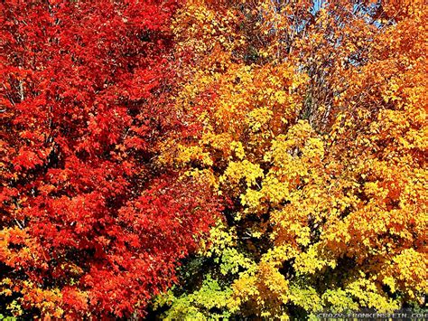 77 Free Fall Foliage Wallpaper On Wallpapersafari