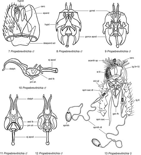 7 13 Male And Female Terminalia Of Scenopinidae Scenopininae 7
