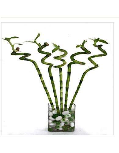 Cappl 90 Cm Lucky Bamboo Spiral Sticks 6 Sticks For Home Garden