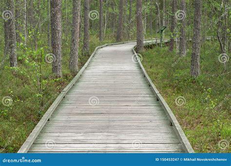 Walking Wooden Path In The Forest For Rest And Walks Stock Image