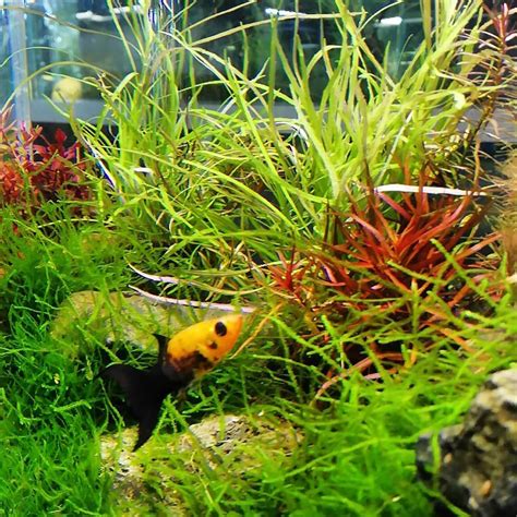 Entering into the world of aquascaping the uk aquarium hobby has seen a surge of interest in recent years of the art of aquascaping. Aquascaping is an art. To learn more about aquascaping ...