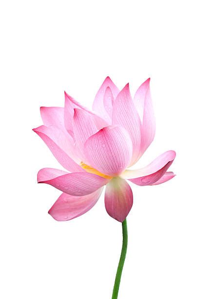 Huge collection, amazing choice, 100+ million high quality, affordable rf and rm images. Lotus Flower Stock Photos, Pictures & Royalty-Free Images ...