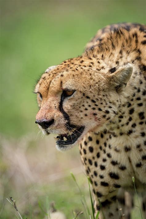 Cheetah Standing In Grass With Mouth Open Photograph By Ndp