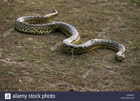 Green Anaconda High Resolution Stock Photography And Images Alamy