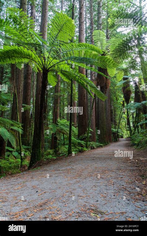 Trail Through Whakarewarewa Redwood Forest In Rotorua New Zealand