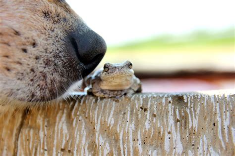Como Neutralizar Veneno De Sapo Em Cachorro