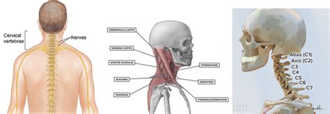 Neck Pain Clinical Practice Guidelines Physiopedia