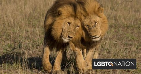 This Video Of Male Lions Mating Has Gone Viral Reminding Us That Being Gay Is Natural Lgbtq
