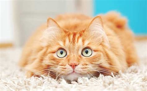 Popüler kedi maması markaları Evcil Hayvan Bloğu
